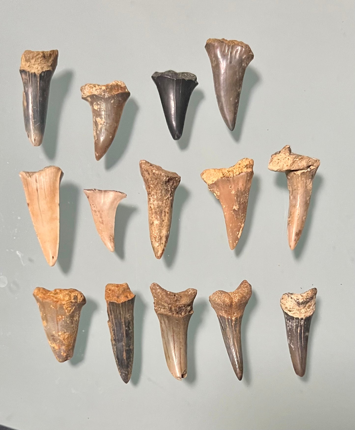 Lot Haifisch Zähne aus Österreich (2)