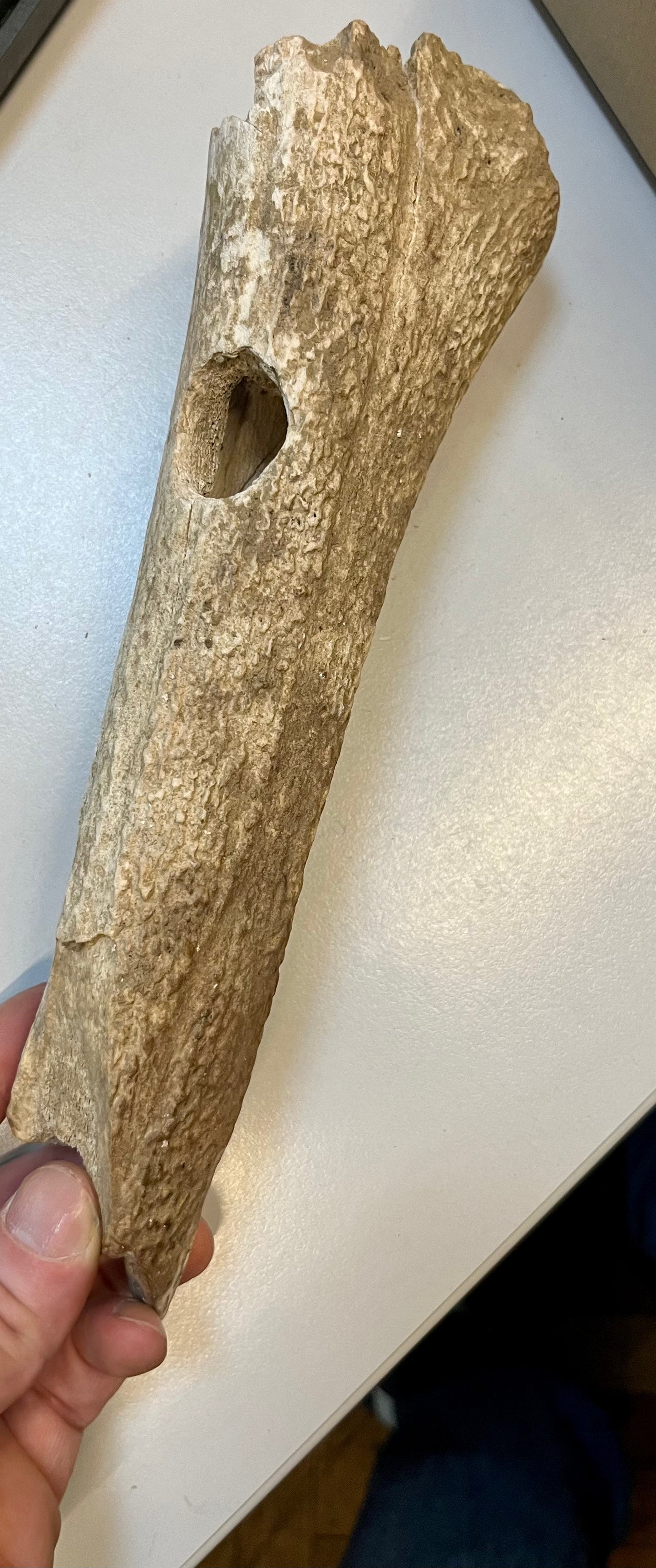 Altsteinzeitliche Geweihhacke mit Schaftloch – Paläolithikum / Mesolithikum